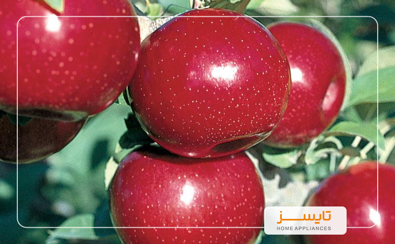 انواع سیب + 10 فایده خوردن روزانه سیب انواع سیب
