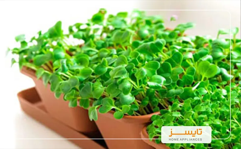 عید نوروز و 7 سین خرید عید نوروز و 7 سین | تایسز