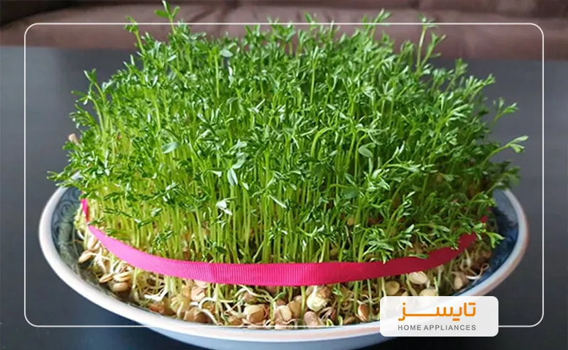 عید نوروز و 7 سین خرید عید نوروز و 7 سین | تایسز