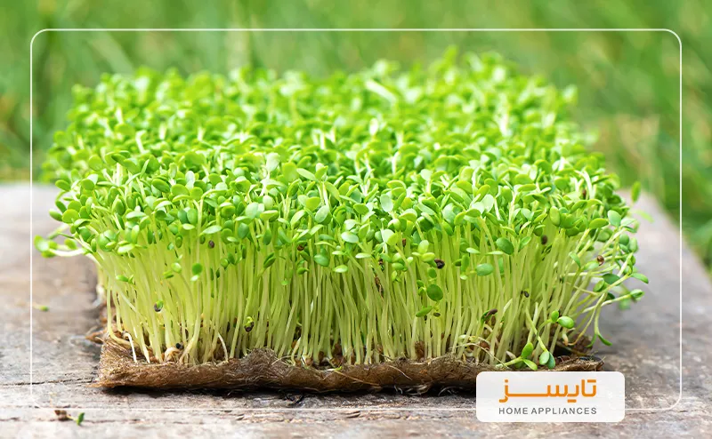 عید نوروز و 7 سین خرید عید نوروز و 7 سین | تایسز